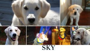 Mystery Sky’s Doggy World