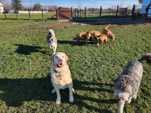 Pension Ivy league Pet Boarding