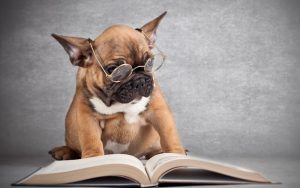 Dressage Canin Sans Faux Plis