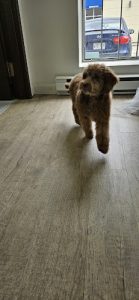 Salon Pawcci