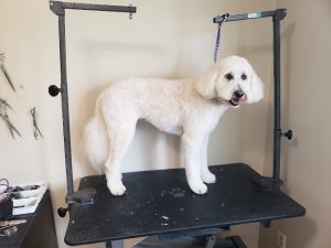Natasha’s Dog Grooming