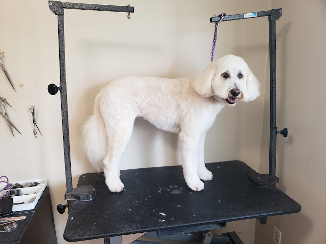Natasha’s Dog Grooming