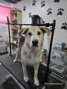 Precious Pawz Dog grooming