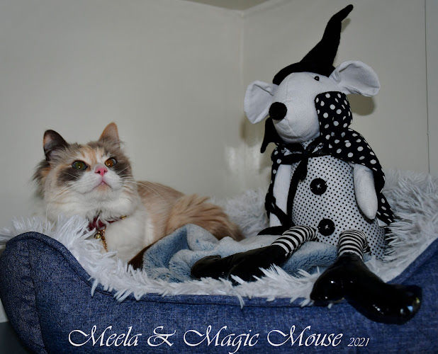 Poshpaws Luxury Cat Resort