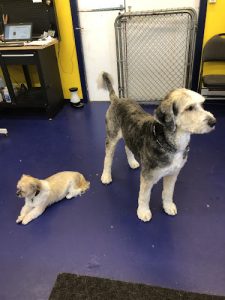 Dogfather’s Pawsitive Times Pet Services Ltd.