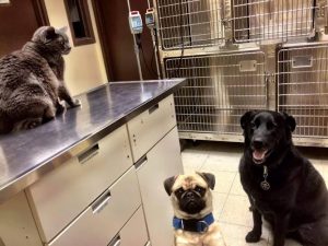 Hôpital Vétérinaire Général MB