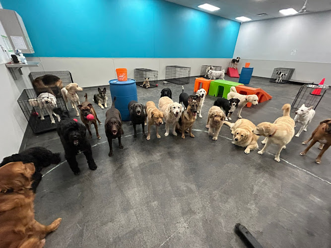 Dogtopia of Lionhead