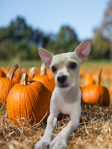 Pumpkins Pets and Youth Services