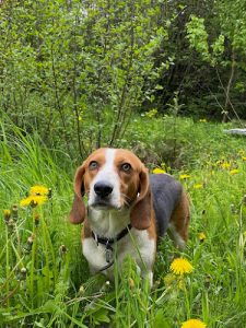 The Dog House In-Home Dog Boarding