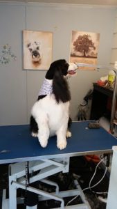 Bandana’s Pet Grooming