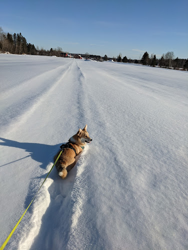 Domaine Rivière au Boisé – Pension Canine