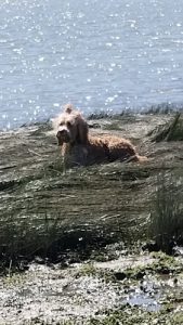 Energy Sounds Of The Divine & Kaayla’s Pet Sitting