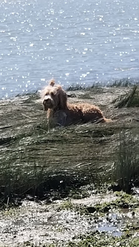 Energy Sounds Of The Divine & Kaayla’s Pet Sitting