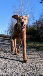 Walkilates Boutique Dog Services