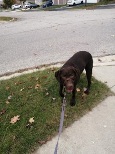 Bark and Stride pet services