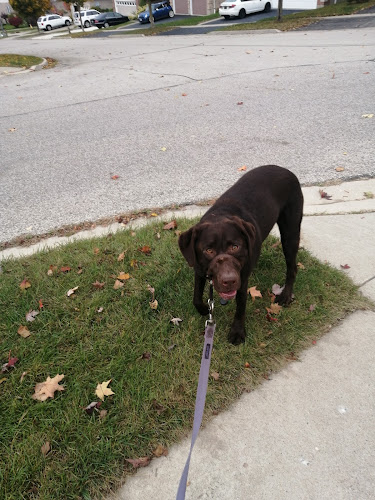 Bark and Stride pet services