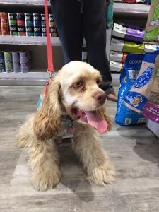 the Bone & Biscuit Co. – Edmonton 50th Street Market