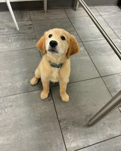 Vet Griffintown (Clinique vétérinaire)