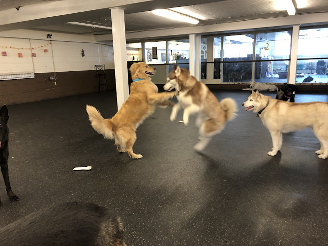 Just Fur Fun Dog Daycare and Training
