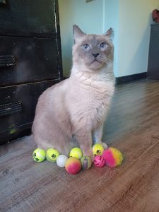 Kiki’s Pet Grooming