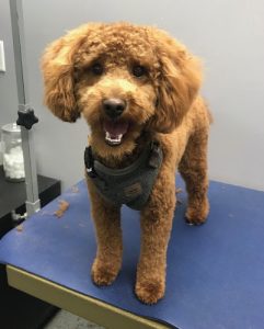 Woof! Dog Shoppe Dog Grooming Kitsilano Vancouver