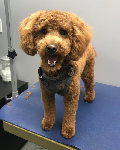 Woof! Dog Shoppe Dog Grooming Kitsilano Vancouver