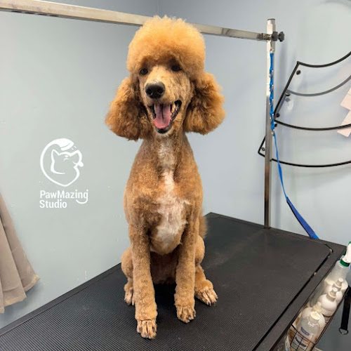 PawMazing Studio