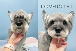 Lovera Pet Salon&Boutique