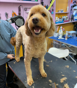 Paw Palace Pet Grooming 宠妃