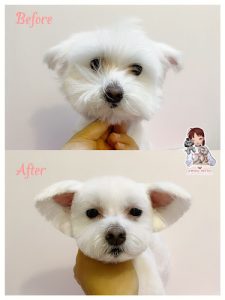 AWOO PETTO Pet Grooming Studio