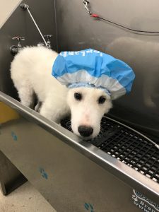 Groom House Daycare & Pet Salon