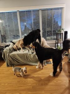 Frolicking Pups (2019)