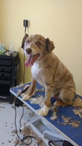 Hazy Daisy Doodles and Poodles Kennels