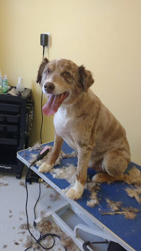 Hazy Daisy Doodles and Poodles Kennels