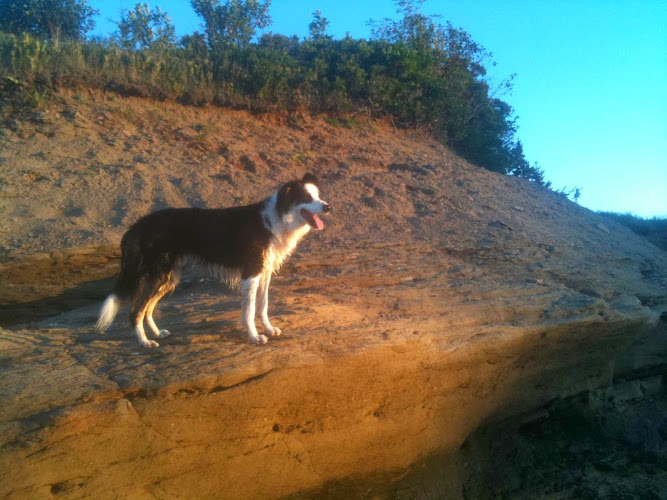 Darr Houssen Pet Boarding and Training