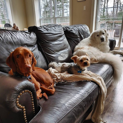 Pine Castle Pet Resort