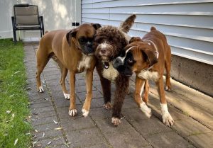 The Social Pup Doggy Daycare