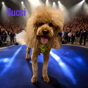 Faith’s Furever Pet Needs & Resort