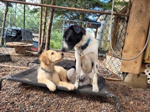 Precious Art Works & Prints Home of The Spoolyard Doggie Daycare