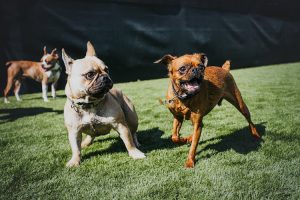 Paw Prints Doggy Daycare & Grooming Inc.