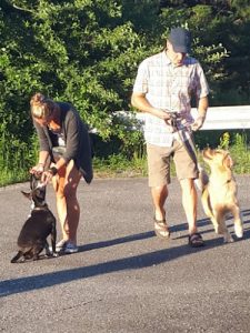 ABC dog training Caroline Bird