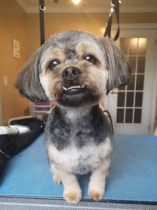 Sackville Muddy Paws Grooming Studio