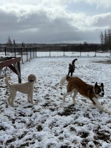 Sackville Pet Resort