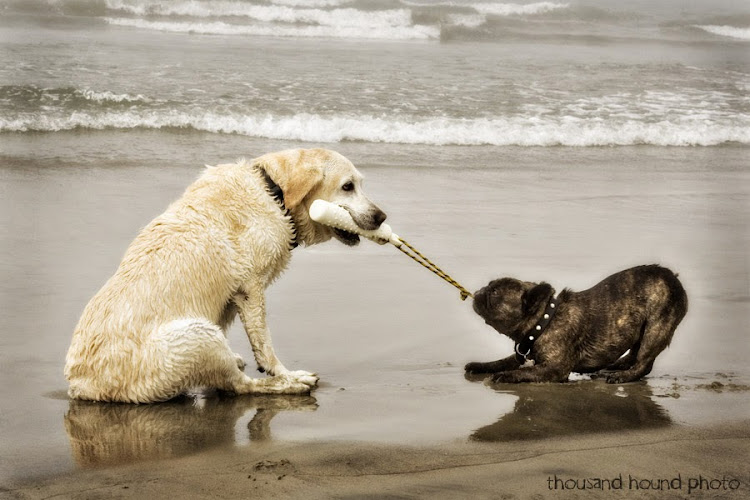 Woodlands Veterinary Hospital and Animal Dental Centre