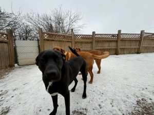 Lakeview Family Kennels