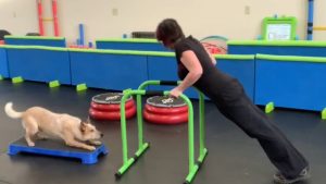 One Smart Cookie K9 Services Inc