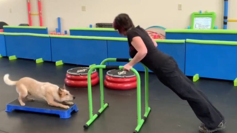 One Smart Cookie K9 Services Inc