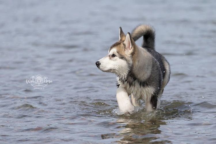 NovaMal Alaskan Malamutes