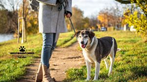Westmount Dogs Dog Walking Services