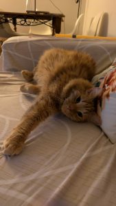 Silvia CatCare and Sitting Service